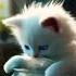 Dink Chika Dink Chika Cute Cat Cute Cat Shorts Shortsfeed Shortvideo BuddyCatAi05