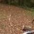 Life Is Good The Hickok45 Song Steve Lee