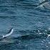 Flying Fish Picked Off From Above And Below The Hunt BBC Earth