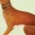 Vashti Bunyan Here Before LYRICS LEGENDADO