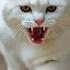 Angry Cat Sound Effect