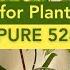 528 Hz Healing Music For Plants People Includes Pure Tone For DNA Repair Vibrational Growth