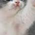 Toca Toca Speed Up Remix