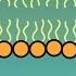 Cell Transport