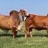Bull And Cow Amazing Meeting