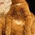 Кот икает сидя на попе The Cat Hiccups Funny
