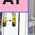 Determination Of Crude Fat Content Soxhlet Extraction A Complete Procedure AOAC 2003 05
