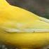 слушать пение Канарейки Listen To The Canary Singing