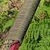 Common Whipping Knot To Tie Folding Saw To The End Of A Stick