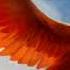 Really Slow Motion Giant Apes Firewing Epic Uplifting Orchestral