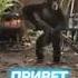 КЕФТЕМЕ Shorts