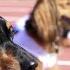 The 100m Dachshund Dash Wiener Dog Race