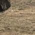 Wolves Vs Herd Of Muskox Snow Wolf Family And Me BBC Earth