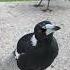 Beautiful Australian Magpies Singing Magpie Birdsounds Magpie