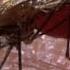 New Laser Zaps Mosquitoes In SlowMotion National Geographic