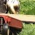 One Day In The LIFE OF OLD ORDER AMISH Dairy FARMER During Hay Season In Lancaster County PA