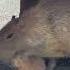So Cute Capybara