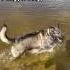 Agnes Runs Free On The Beach Heartwarming Dog Short Shorts Dogslife Dogshorts