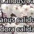 Feelings In Latin And English Section 1