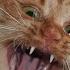 Cat Meowing Animal Sounds With Peter Baeten