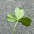 5 Leaf Clover