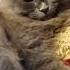 КОТИК ИКАЕТ ТАК ВЫШЛО