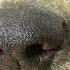 Dog Tf Audio Test Snout Growth