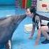 Dolphin Loves Humans Human Dolphin Shorts Ytshorts Feed Song