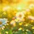 Gentle Music Calms The Nervous System And Pleases Soul Healing Music For Heart Blood Vessels 39