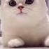 Cat Can Also Smile