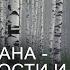 Руна Беркана руна гибкости и стойкости Значение руны Беркана