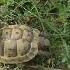 Balaca Qonağımız Tısbağa Turtles Nature Tısbağa Bağ Turtles Zaurshy Təbiət Balaca дача