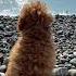 Пудель море лето медитация друг забота внимание тотошка Puppy Puddle Toy Relaxing Sea
