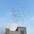 Dj Remix Song Exploring Pigeon Explorenow Kabootar Raisenpigeons Indiansong Kabutar