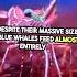Discover The Mighty Blue Whale