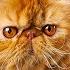 PERSIAN CAT 101 Everything You Need To Know About Persian Cats