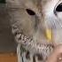 Совушки ха ха тушки говорушки музейсовушек филосовия токсово Owl