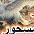 الأمير والحصان المسحور من روائع قصص ألف ليلة وليلة قبل النوم ضع السماعات واستمع
