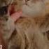 Ася комочек шерсти Catlover Cute котики устали