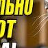 Тайный язык кошек 5 слов которые ваша любимица уже знает