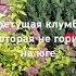 Спирея в саду на юге которая не горит на солнце садоводство сад дача