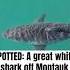 SPOTTED A Great White Shark Off Montauk Newyork Greatwhiteshark Dronevideo