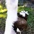 Male Australian Bustard Shorts Birds