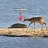 Crocodile Vs Impala But Trending Wildlife Animals Crocodile Impala Hippo Shorts Youtubeshorts