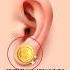 Do You Have Ears That Symbolize Great Merits And Wisdom FaceReading JinBodhiPhysiognomy Ears