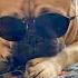 I Am Alone перевод на русский прикол Shorts Dog