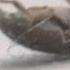 Macro Footage