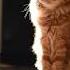 Kitten Vs Sunbeam The Ultimate Showdown