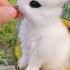 Beautiful Baby Rabbit Ever Rabbit Rabbits Babyrabbit Shorts Short Cuterabbit Beautiful