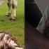 Baby Calf Covered In Huge Scorpions Saved By Brave Rescue Team Shocking Animal Rescue